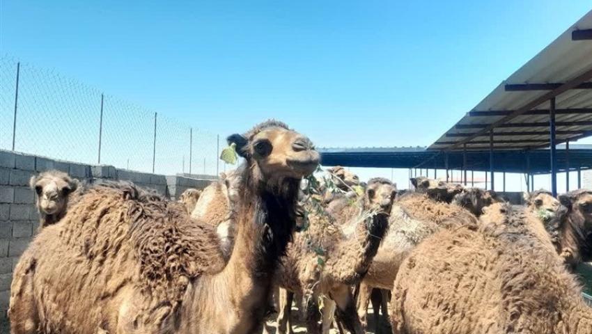 بردسکن قطب پرورش شتر در خراسان رضوی است